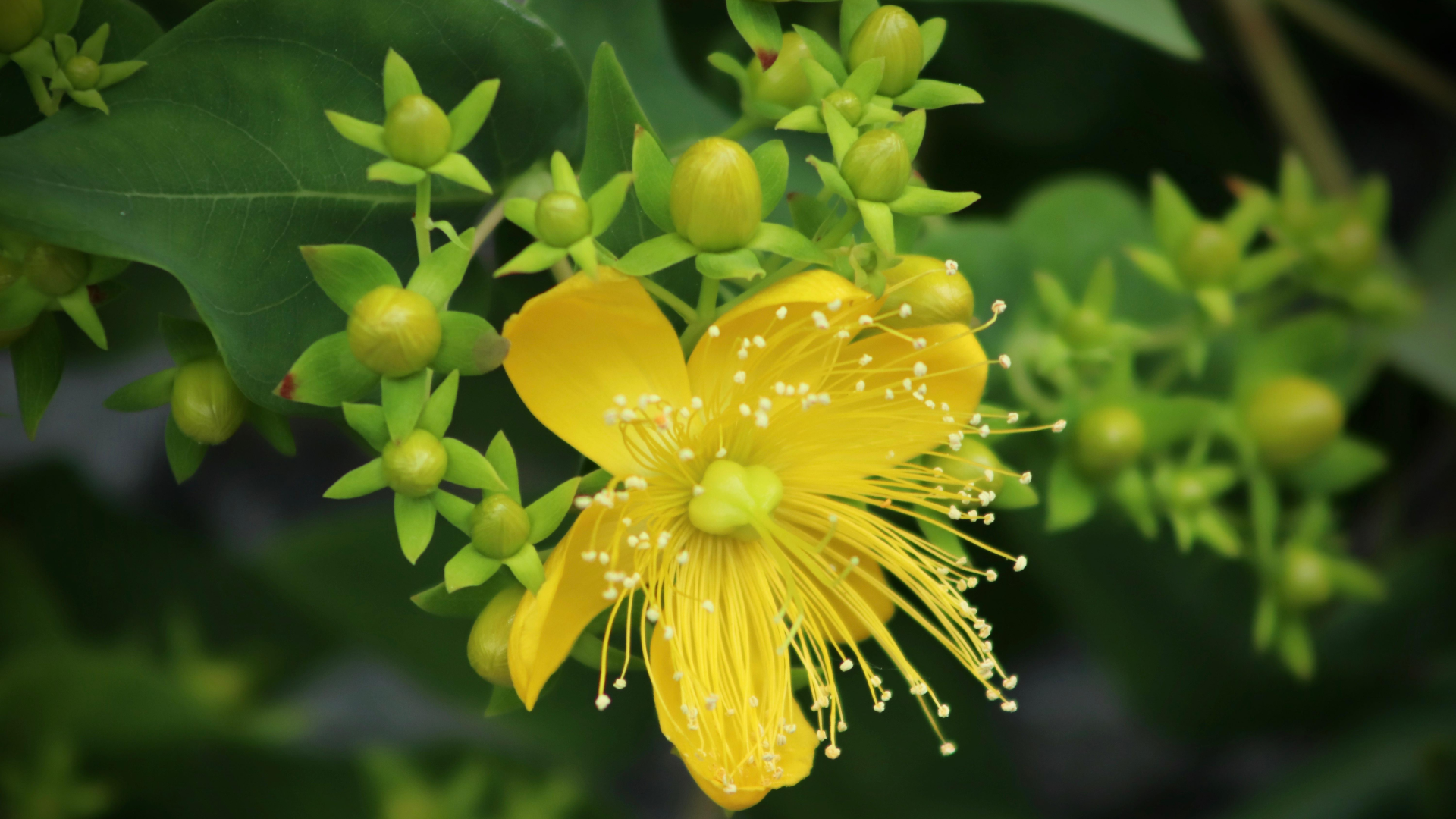St. John's Wort and Its Hypericin Ingredients show a Potent Antiviral Activity against SARS-CoV-2